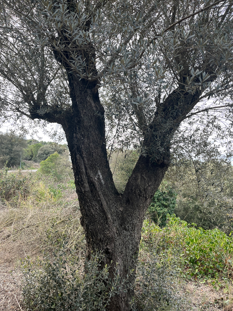 venta-olivos-jardin-barcelona-oliveras-centenarias-valles