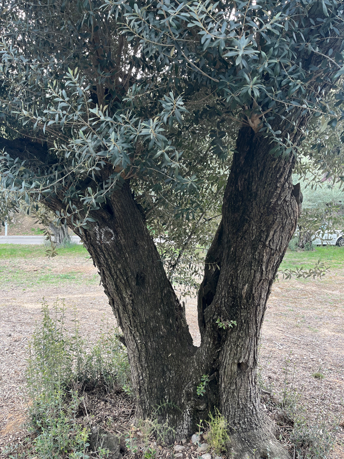 venta-olivos-jardin-barcelona-oliveras-centenarias-valles