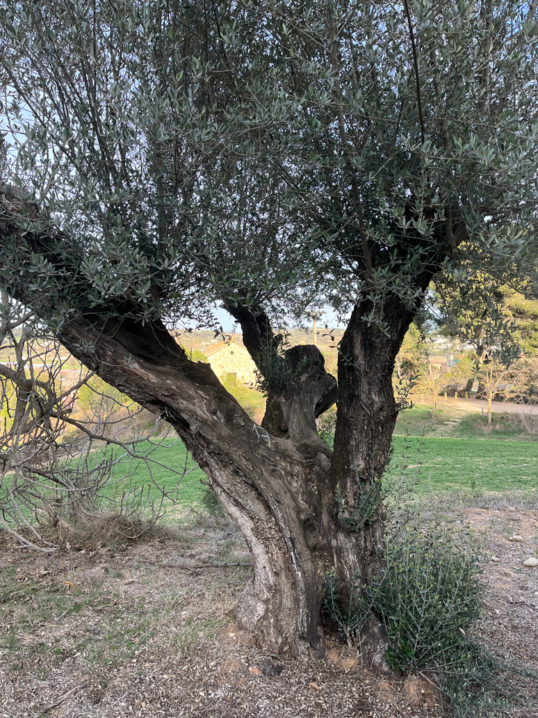 venta-olivos-jardin-barcelona-oliveras-centenarias-valles