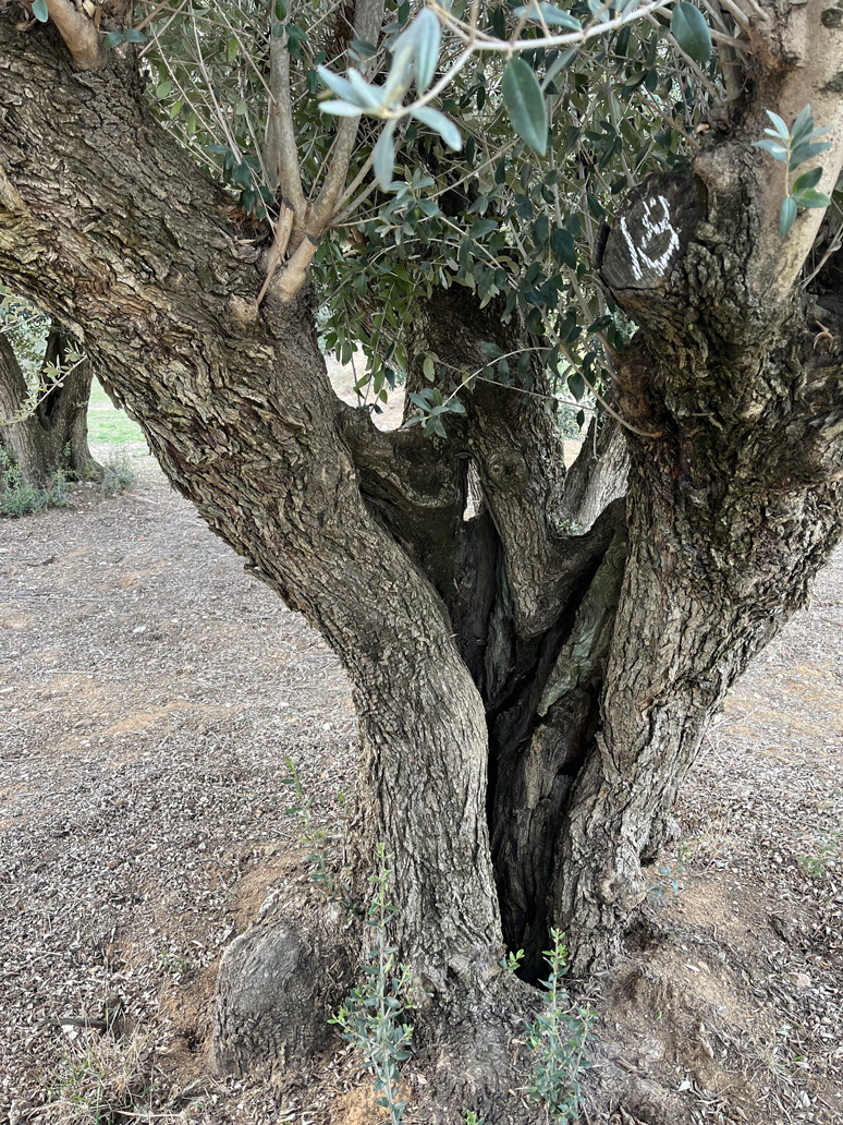 venta-olivos-jardin-barcelona-oliveras-centenarias-valles