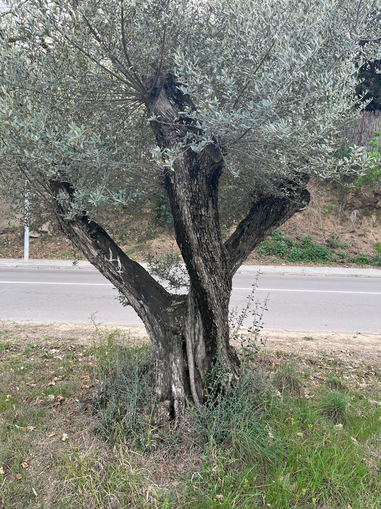 venta-olivos-jardin-barcelona-oliveras-centenarias-valles