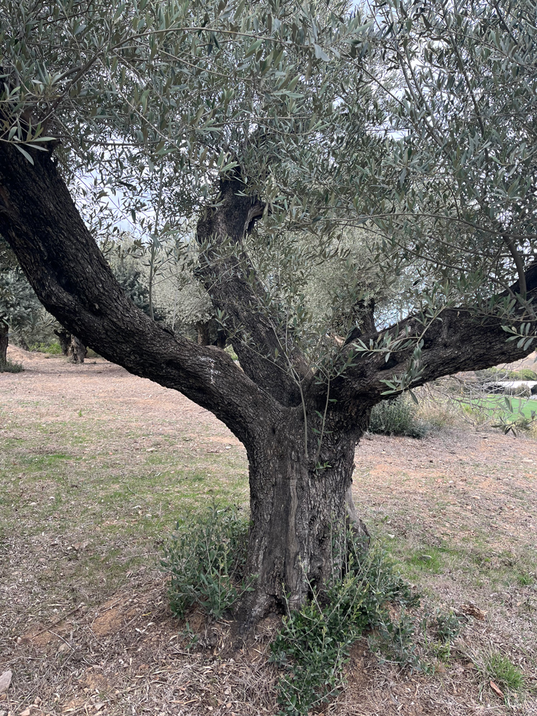 venta-olivos-jardin-barcelona-oliveras-centenarias-valles