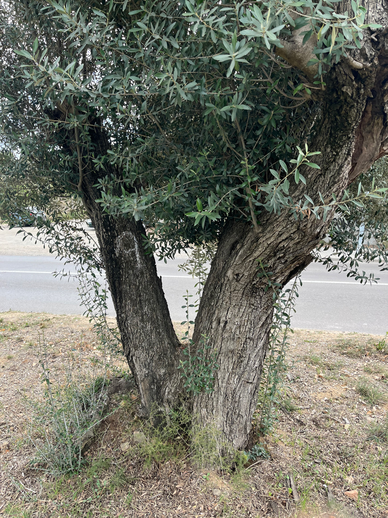 venta-olivos-jardin-barcelona-oliveras-centenarias-valles